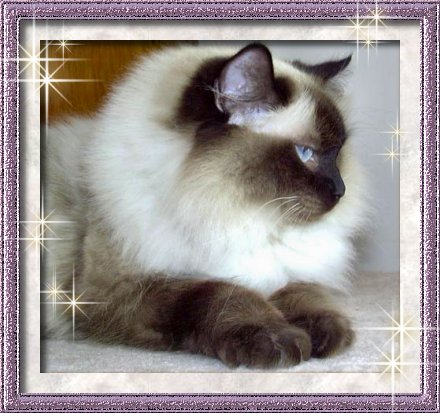 The Ragdoll is an irresistibly